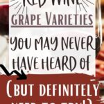Six Red Wine Grape Varieties You Need To Try | Red Wines | Red Wine Grapes | You Need To Try Wines #RedWines #RedWineGrapes #RedWinesToTry #SixRedWinesToTry