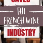 How North America Saved the French Wine Industry | North America | French Wine Industry | Wine History #NorthAmerica #FrenchWineIndustry #WineHistory #FrenchWine