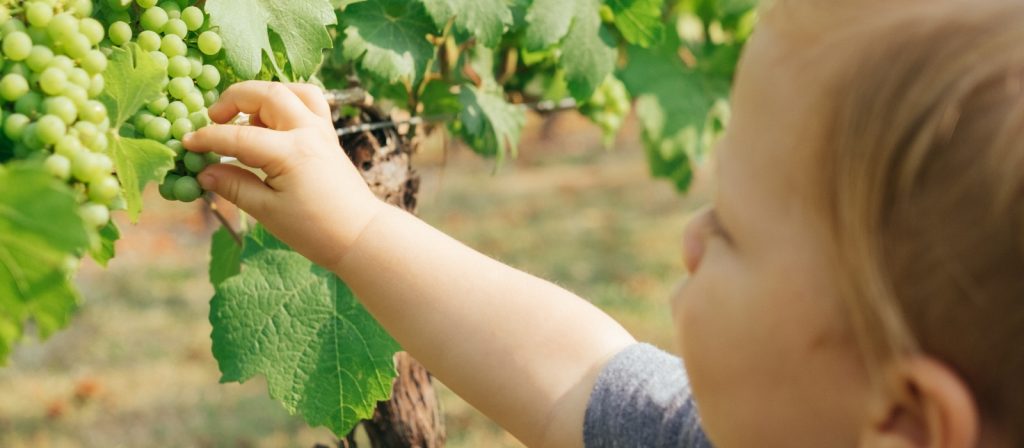 Top Tips: How to Travel in Wine Country With Kids