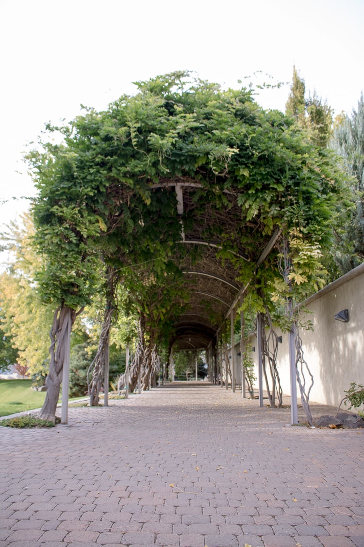 Tri-Cities Road Trip - Covered Vine Walkway at Terra Blanca