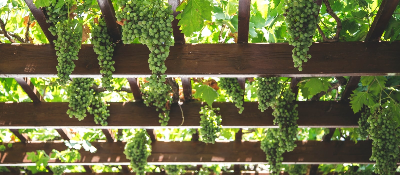 Where to Go Wine Tasting in Raleigh, North Carolina Aspiring Winos