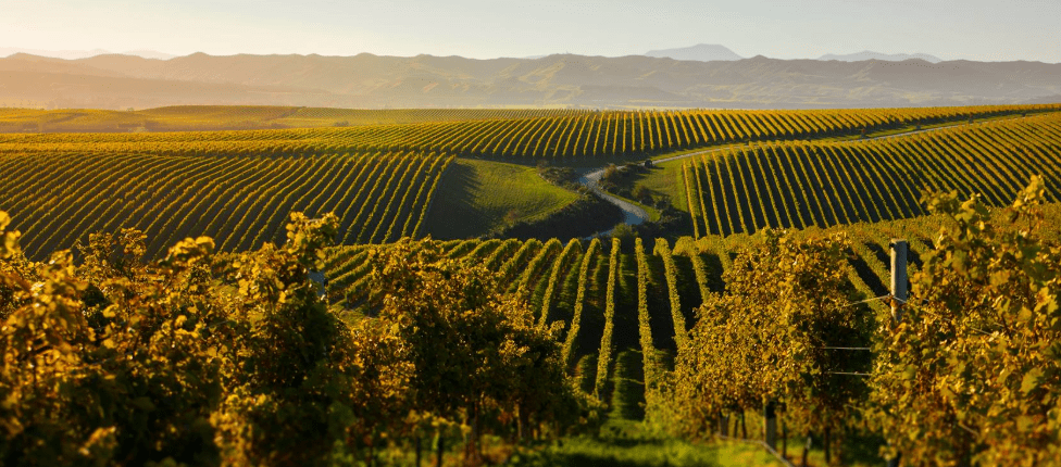 Marlborough Wine Trail, New Zealand