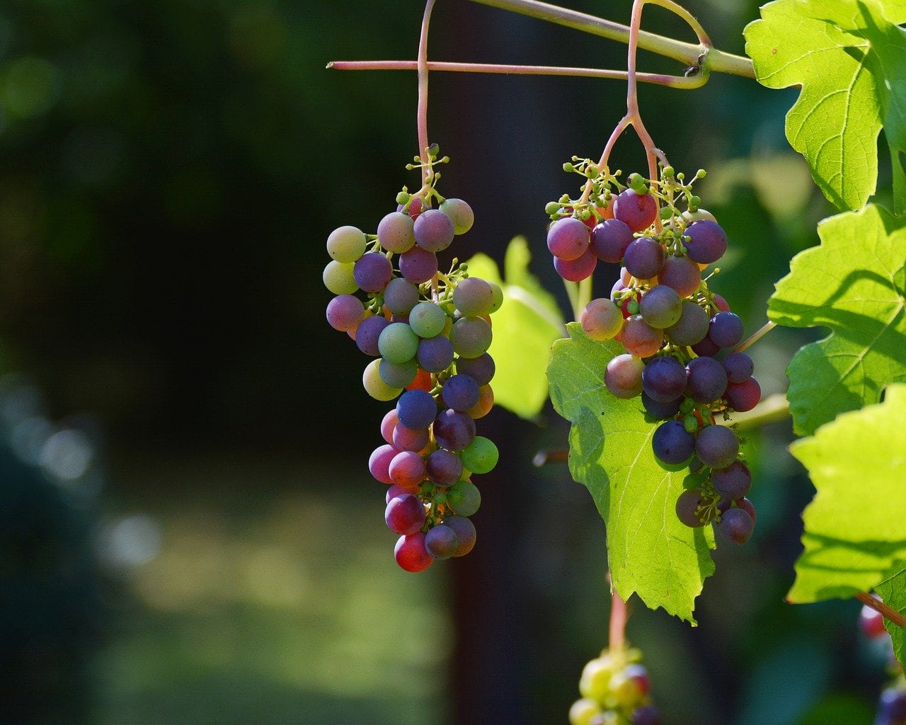 Wolffer Estate Vineyard