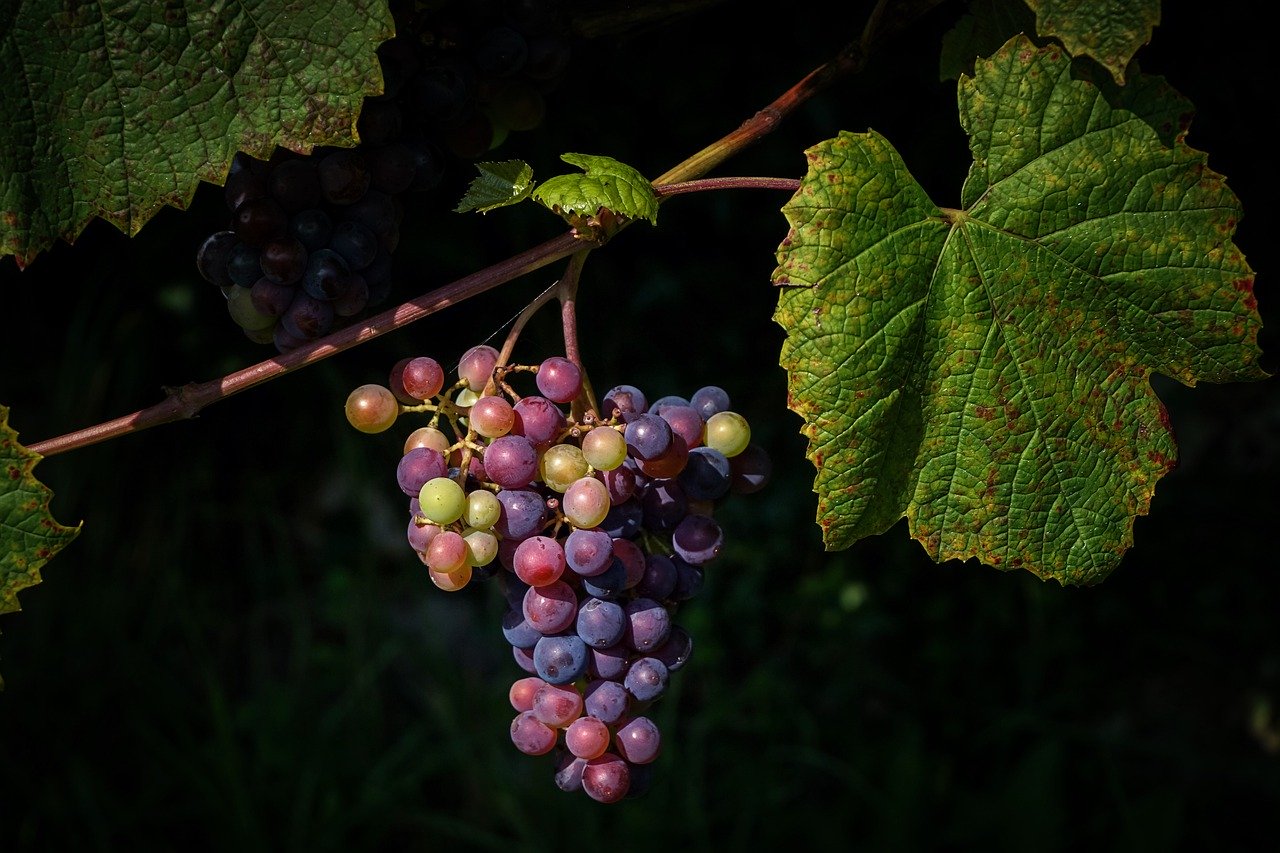 Laurel Lake Vineyard