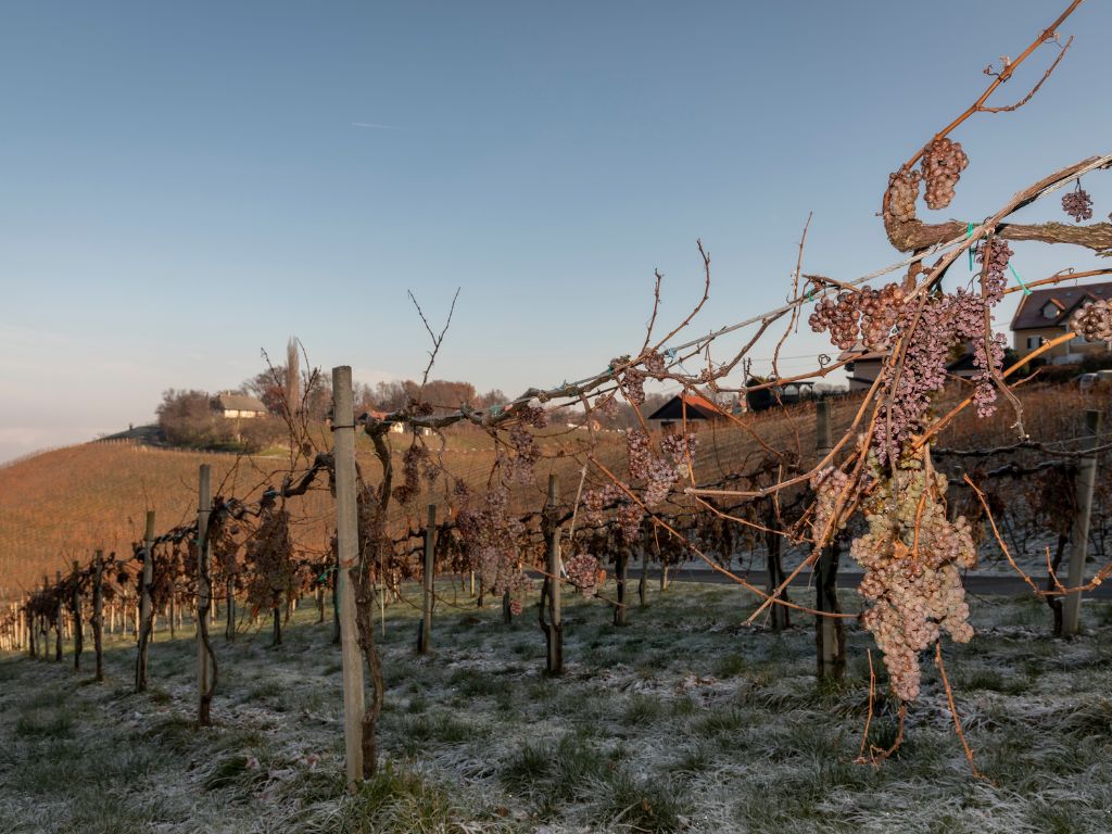 the icewine making process includes letting the grapes freeze