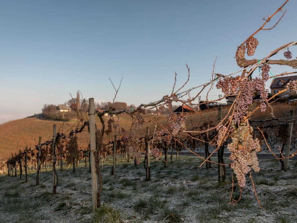 the icewine making process includes letting the grapes freeze