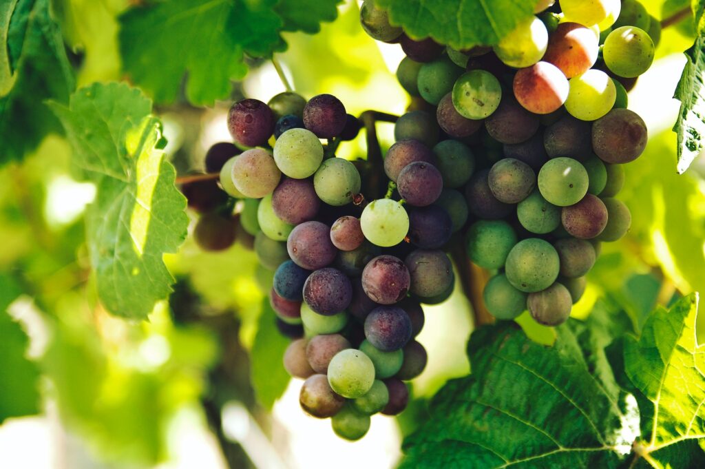 Grapes growing on a vine in Ontario