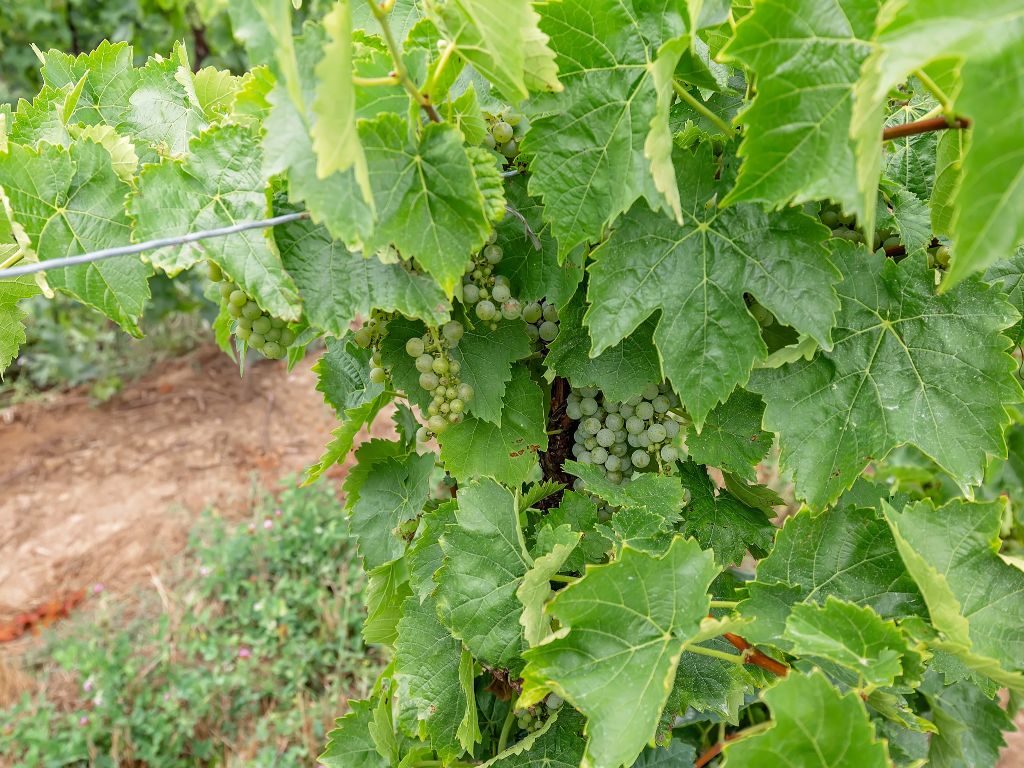 green icewine grapes growing in ontario