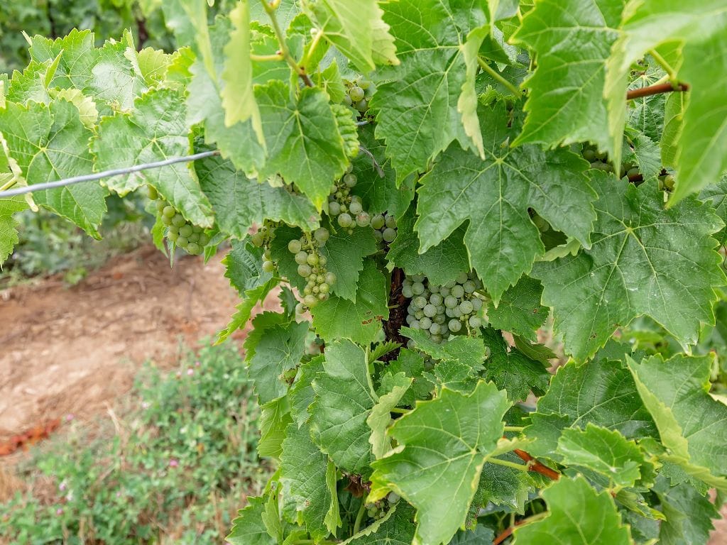 green icewine grapes growing in ontario