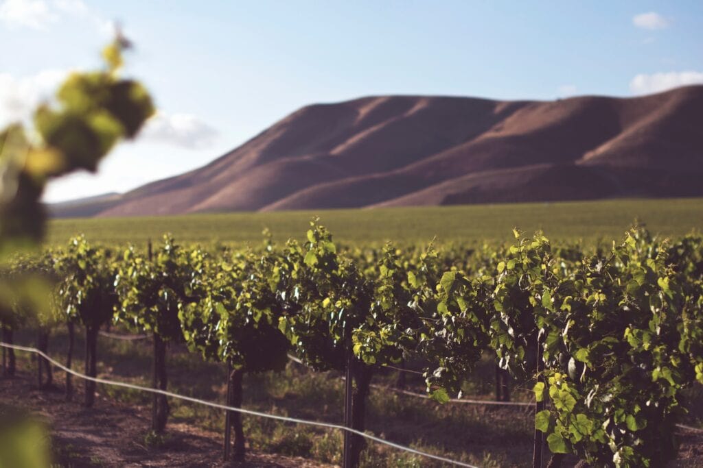 Oregon Wine vineyard