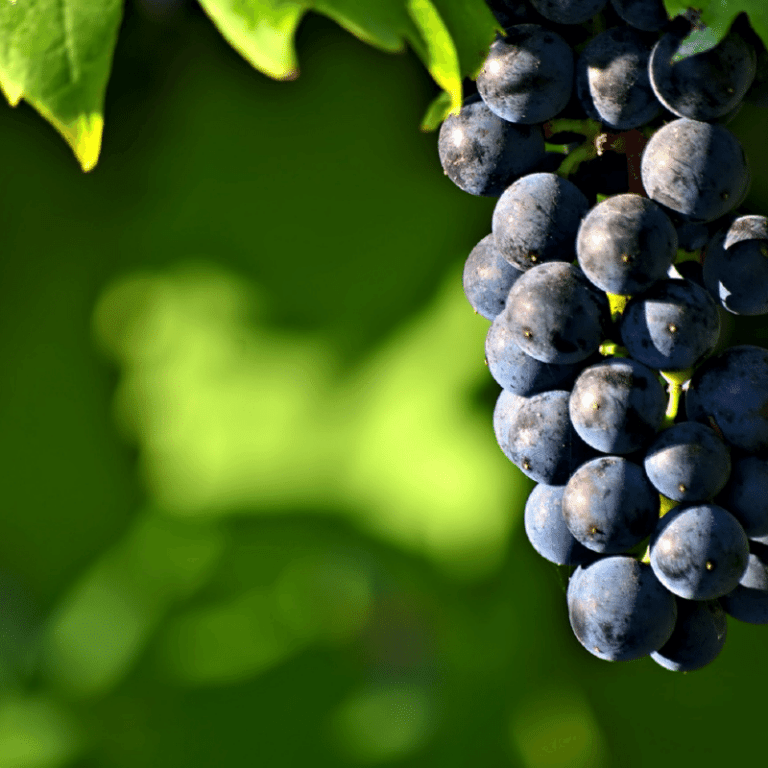 Wine Bars & Destinations to Try in Tucson, AZ Aspiring Winos