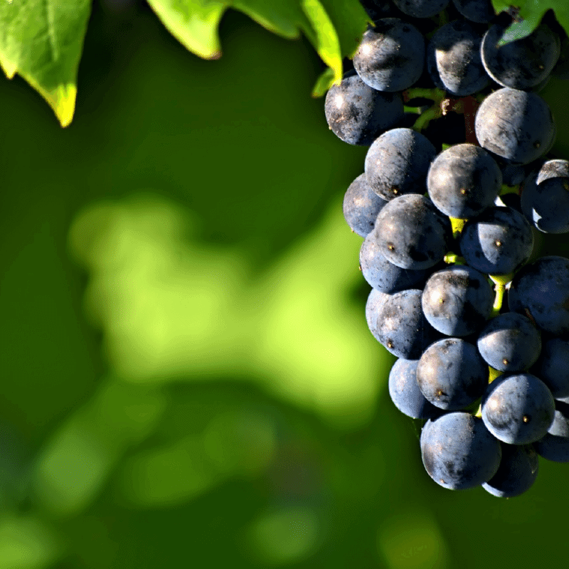 Fresh grapes on the vine 